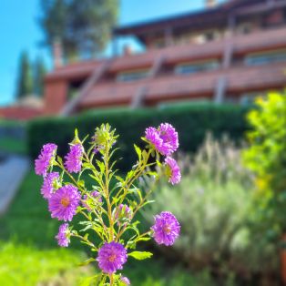 Jardín